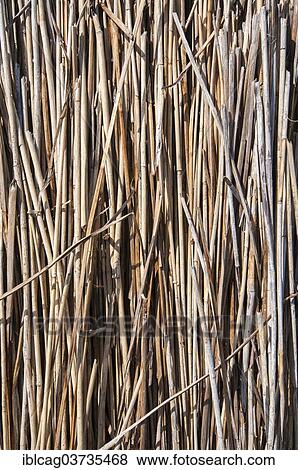 Stock Photo - "Bundled dried reeds, Jutland, Denmark, Europe". Fotosearch