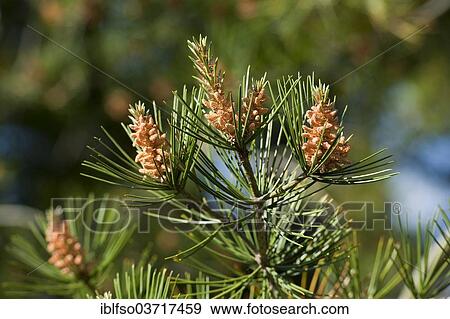 Stock Photo - "Bunge's Pine or Lacebark Pine (Pinus bungeana), Thuringia, Germany, Europe". Fotosearch