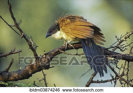 Stock Photograph - "Burchell's Coucal (Centropus burchelli), ruffling up its plumage, Mkuzi Game Reserve, KwaZulu-Natal, South Africa, Africa". Fotosearch