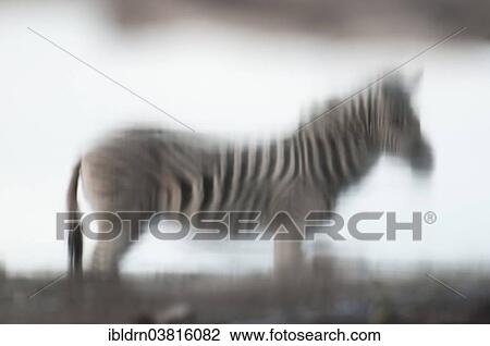 "Burchell's Zebra (Equus burchelli) reflected in a water hole, Namutoni, Etosha National Park, Namibia, Africa" View Large Photo Image Stock Image - "Burchell's Zebra (Equus burchelli) reflected in a water hole, Namutoni, Etosha National Park, Namibia, Africa". Fotosearch