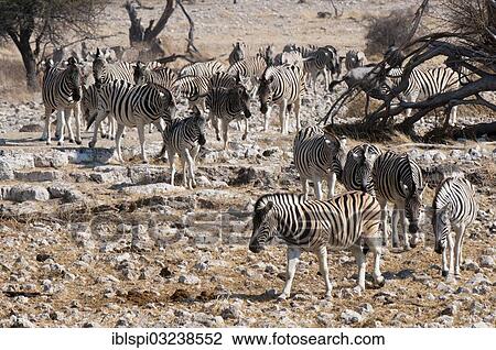"Burchell's zebra (Equus burchellii), Etosha National Park, Namibia, Africa" View Large Photo Image Stock Image - "Burchell's zebra (Equus burchellii), Etosha National Park, Namibia, Africa". Fotosearch