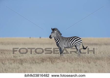 "Burchell's Zebra (Equus quagga), Liuwa Plain National Park, Western Province, Zambia, Africa" View Large Photo Image Stock Image - "Burchell's Zebra (Equus quagga), Liuwa Plain National Park, Western Province, Zambia, Africa". Fotosearch