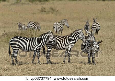 Picture - "Burchell's zebra (Equus quagga), Massai Mara, Serengeti, Rift Valley province, Kenya, Africa". Fotosearch