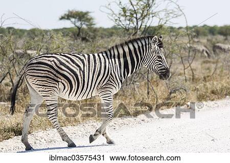 "Burchell's Zebra (Equus quagga burchelli), Etosha National Park, Namibia, Africa" View Large Photo Image Stock Image - "Burchell's Zebra (Equus quagga burchelli), Etosha National Park, Namibia, Africa". Fotosearch