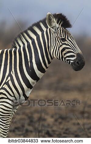 Stock Image - "Burchell's Zebra (Equus quagga burchelli), Kruger National Park, South Africa, Africa". Fotosearch