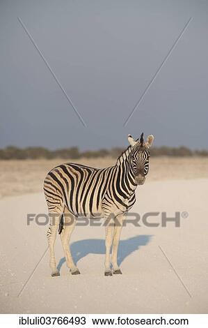 "Burchell's Zebra (Equus quagga burchellii) standing on a dusty road, Etosha National Park, Namibia, Africa" View Large Photo Image Stock Image - "Burchell's Zebra (Equus quagga burchellii) standing on a dusty road, Etosha National Park, Namibia, Africa". Fotosearch