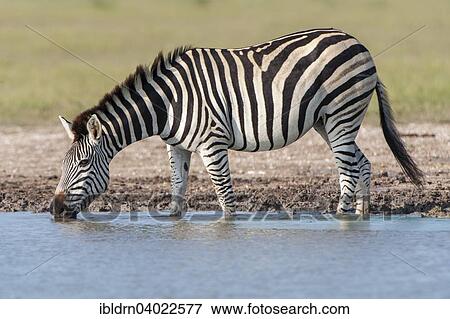"Burchell's Zebra (Equus quagga burchelli) at a waterhole, Nxai Pan National Park, Botswana, Africa" View Large Photo Image Stock Photo - "Burchell's Zebra (Equus quagga burchelli) at a waterhole, Nxai Pan National Park, Botswana, Africa". Fotosearch