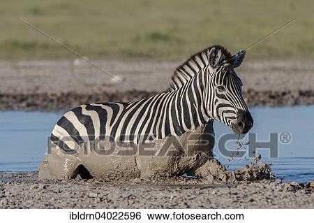 "Burchell's Zebra (Equus quagga burchelli) crossing a water hole, Nxai Pan National Park, Botswana, Africa" View Large Photo Image Stock Photograph - "Burchell's Zebra (Equus quagga burchelli) crossing a water hole, Nxai Pan National Park, Botswana, Africa". Fotosearch