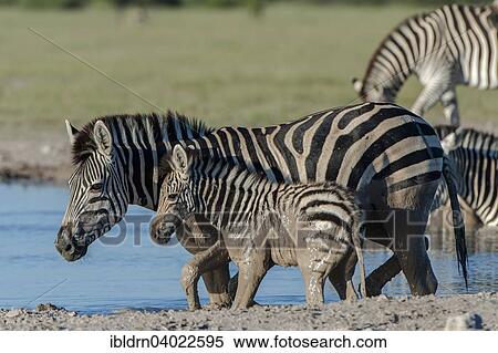 "Burchell's Zebra (Equus quagga burchelli), mare and foal at a waterhole, Nxai Pan National Park, Botswana, Africa" View Large Photo Image Stock Photography - "Burchell's Zebra (Equus quagga burchelli), mare and foal at a waterhole, Nxai Pan National Park, Botswana, Africa". Fotosearch