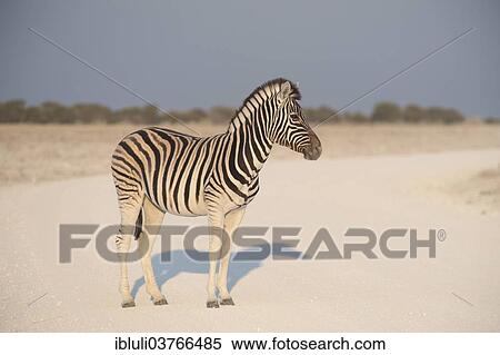 "Burchell's Zebra (Equus quagga burchellii) standing on a dusty road, Etosha National Park, Namibia, Africa" View Large Photo Image Stock Photography - "Burchell's Zebra (Equus quagga burchellii) standing on a dusty road, Etosha National Park, Namibia, Africa". Fotosearch