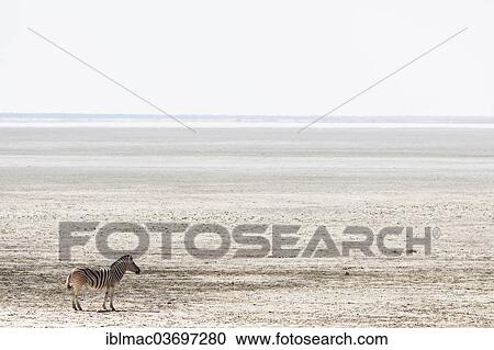 "Burchell's Zebra or Plains Zebra (Equus quagga burchelli) in the Etosha salt pan, Etosha National Park, Namibia, Africa" View Large Photo Image Stock Image - "Burchell's Zebra or Plains Zebra (Equus quagga burchelli) in the Etosha salt pan, Etosha National Park, Namibia, Africa". Fotosearch