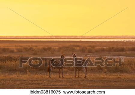 "Burchell's Zebras (Equus burchelli) at sunset at a water hole, Namutoni, Etosha National Park, Namibia, Africa" View Large Photo Image Stock Photography - "Burchell's Zebras (Equus burchelli) at sunset at a water hole, Namutoni, Etosha National Park, Namibia, Africa". Fotosearch