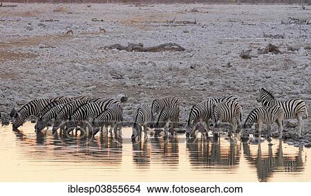 "Burchell's zebras (Equus quagga burchelli) at the waterhole of Okaukuejo, Etosha National Park, Namibia, Africa" View Large Photo Image Picture - "Burchell's zebras (Equus quagga burchelli) at the waterhole of Okaukuejo, Etosha National Park, Namibia, Africa". Fotosearch