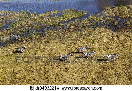 Picture - "Burchell's Zebras (Equus quagga burchelli), running in a freshwater marsh area, aerial view, Okavango Delta, Moremi Game Reserve, Botswana, Africa". Fotosearch