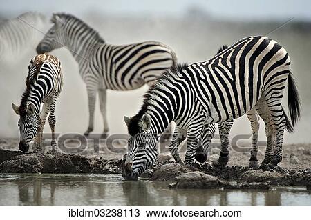 "Burchell's Zebras (Equus quagga burchelli) drinking at a waterhole, Nxai Pan National Park, Botswana, Africa" View Large Photo Image Stock Image - "Burchell's Zebras (Equus quagga burchelli) drinking at a waterhole, Nxai Pan National Park, Botswana, Africa". Fotosearch