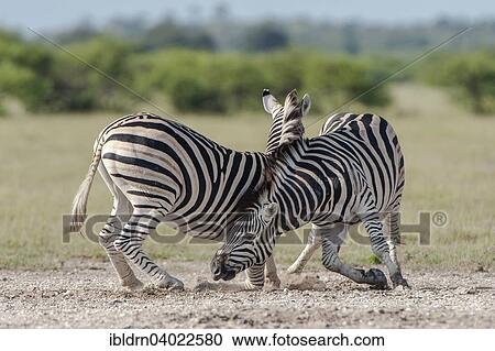 "Burchell's Zebras (Equus quagga burchelli), fighting, Nxai Pan National Park, Botswana, Africa" View Large Photo Image Stock Image - "Burchell's Zebras (Equus quagga burchelli), fighting, Nxai Pan National Park, Botswana, Africa". Fotosearch