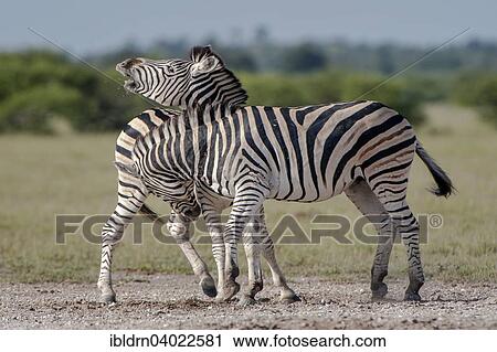 "Burchell's Zebras (Equus quagga burchelli), fighting, Nxai Pan National Park, Botswana, Africa" View Large Photo Image Stock Image - "Burchell's Zebras (Equus quagga burchelli), fighting, Nxai Pan National Park, Botswana, Africa". Fotosearch