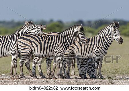 Stock Image - "Burchell's Zebras (Equus quagga burchelli), Nxai Pan National Park, Botswana, Africa". Fotosearch