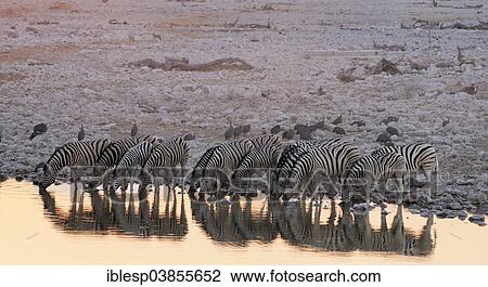 Stock Image - "Burchell's zebras (Equus quagga burchelli) at the waterhole of Okaukuejo, Etosha National Park, Namibia, Africa". Fotosearch
