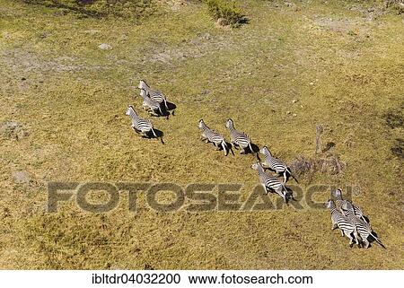 Stock Image - "Burchell's Zebras (Equus quagga burchelli), roaming, aerial view, Okavango Delta, Moremi Game Reserve, Botswana, Africa". Fotosearch