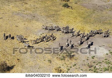 "Burchell's Zebras (Equus quagga burchelli), aerial view, Okavango Delta, Moremi Game Reserve, Botswana, Africa" View Large Photo Image Stock Image - "Burchell's Zebras (Equus quagga burchelli), aerial view, Okavango Delta, Moremi Game Reserve, Botswana, Africa". Fotosearch