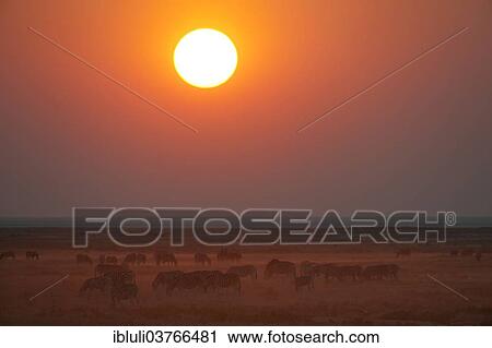 "Burchell's Zebras (Equus quagga burchellii) at sunset, Etosha National Park, Namibia, Africa" View Large Photo Image Stock Image - "Burchell's Zebras (Equus quagga burchellii) at sunset, Etosha National Park, Namibia, Africa". Fotosearch