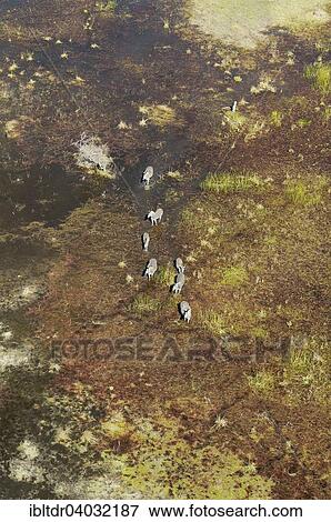 "Burchell's Zebras (Equus quagga burchelli), roaming in a freshwater marsh, aerial view, Okavango Delta, Moremi Game Reserve, Botswana, Africa" View Large Photo Image Stock Photo - "Burchell's Zebras (Equus quagga burchelli), roaming in a freshwater marsh, aerial view, Okavango Delta, Moremi Game Reserve, Botswana, Africa". Fotosearch