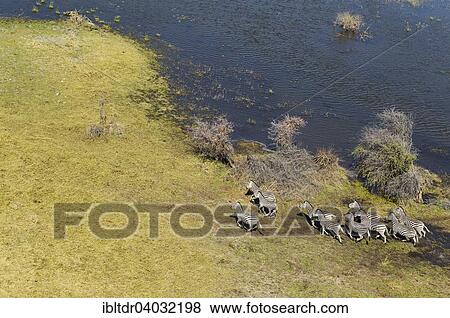 "Burchell's Zebras (Equus quagga burchelli), roaming at the edge of a freshwater marsh, aerial view, Okavango Delta, Moremi Game Reserve, Botswana, Africa" View Large Photo Image Stock Photo - "Burchell's Zebras (Equus quagga burchelli), roaming at the edge of a freshwater marsh, aerial view, Okavango Delta, Moremi Game Reserve, Botswana, Africa". Fotosearch