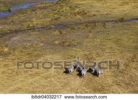 Stock Photo - "Burchell's Zebras (Equus quagga burchelli), running at the edge of a freshwater marsh, aerial view, Okavango Delta, Moremi Game Reserve, Botswana, Africa". Fotosearch