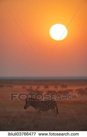 "Burchell's Zebras (Equus quagga burchellii) at sunset, Etosha National Park, Namibia, Africa" View Large Photo Image Stock Photo - "Burchell's Zebras (Equus quagga burchellii) at sunset, Etosha National Park, Namibia, Africa". Fotosearch