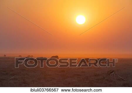 "Burchell's Zebras (Equus quagga burchellii) at sunset, Etosha National Park, Namibia, Africa" View Large Photo Image Stock Photo - "Burchell's Zebras (Equus quagga burchellii) at sunset, Etosha National Park, Namibia, Africa". Fotosearch
