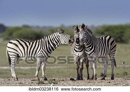 Stock Photograph - "Burchell's Zebras (Equus quagga burchelli) standing next to each other, Nxai Pan National Park, Botswana, Africa". Fotosearch