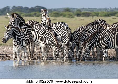"Burchell's zebras (Equus quagga burchelli) at a waterhole, Nxai Pan National Park, Botswana, Africa" View Large Photo Image Stock Photograph - "Burchell's zebras (Equus quagga burchelli) at a waterhole, Nxai Pan National Park, Botswana, Africa". Fotosearch