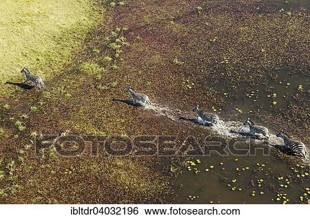 Stock Photograph - "Burchell's Zebras (Equus quagga burchelli), roaming in a freshwater marsh, aerial view, Okavango Delta, Moremi Game Reserve, Botswana, Africa". Fotosearch