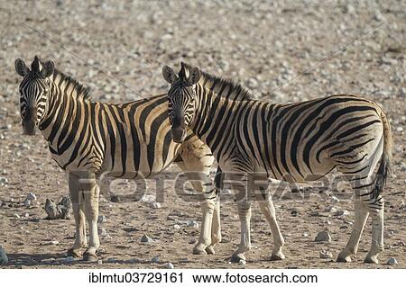 "Burchell's Zebras or Plains Zebras (Equus quagga), Etosha National Park, Kunene Region, Namibia, Africa" View Large Photo Image Stock Image - "Burchell's Zebras or Plains Zebras (Equus quagga), Etosha National Park, Kunene Region, Namibia, Africa". Fotosearch