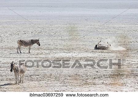 "Burchell's Zebras or Plains Zebras (Equus quagga burchelli) in the Etosha salt pan, Etosha National Park, Namibia, Africa" View Large Photo Image Stock Photo - "Burchell's Zebras or Plains Zebras (Equus quagga burchelli) in the Etosha salt pan, Etosha National Park, Namibia, Africa". Fotosearch