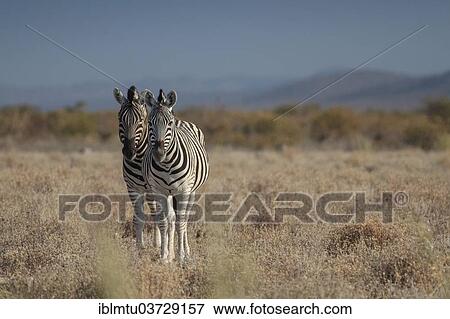 "Burchell's Zebras or Plains Zebras (Equus quagga), Etosha National Park, Kunene Region, Namibia, Africa" View Large Photo Image Stock Photo - "Burchell's Zebras or Plains Zebras (Equus quagga), Etosha National Park, Kunene Region, Namibia, Africa". Fotosearch