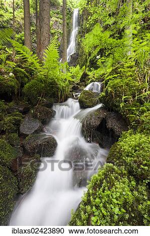 Burgbach stream with Burgbach Waterfall near Schapbach, Black Forest, Baden-Wuerttemberg, Germany, Europe View Large Photo Image Stock Image - Burgbach stream with Burgbach Waterfall near Schapbach, Black Forest, Baden-Wuerttemberg, Germany, Europe. Fotosearch