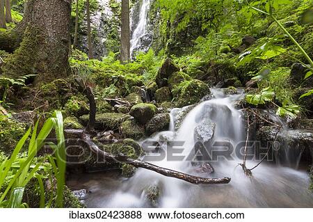 Burgbach stream with Burgbach Waterfall at Schapbach, Black Forest, Baden-Wuerttemberg, Germany, Europe View Large Photo Image Stock Photo - Burgbach stream with Burgbach Waterfall at Schapbach, Black Forest, Baden-Wuerttemberg, Germany, Europe. Fotosearch