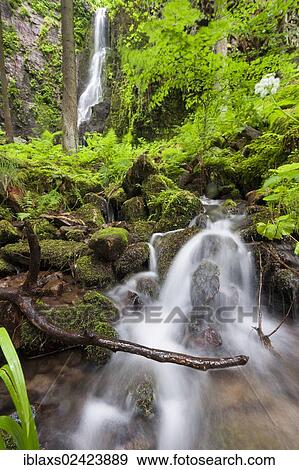 Stock Photo - Burgbach stream with Burgbach Waterfall near Schapbach, Black Forest, Baden-Wuerttemberg, Germany, Europe. Fotosearch
