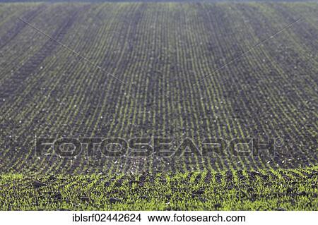 "Burgeoning field, Hesse, Germany, Europe" View Large Photo Image Picture - "Burgeoning field, Hesse, Germany, Europe". Fotosearch