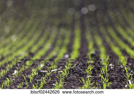 "Burgeoning field, Hesse, Germany, Europe" View Large Photo Image Stock Photograph - "Burgeoning field, Hesse, Germany, Europe". Fotosearch