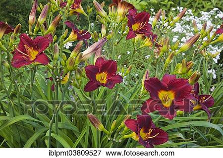 "Burgundy and yellow 'Vintage Bordeaux' daylilies (Hemerocallis), Quebec, Canada, North America" View Large Photo Image Stock Photo - "Burgundy and yellow 'Vintage Bordeaux' daylilies (Hemerocallis), Quebec, Canada, North America". Fotosearch