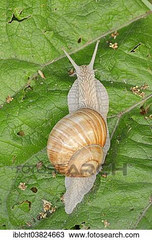 "Burgundy Snail (Helix pomatia), North Rhine-Westphalia, Germany, Europe" View Large Photo Image Stock Image - "Burgundy Snail (Helix pomatia), North Rhine-Westphalia, Germany, Europe". Fotosearch