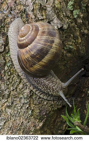 "Burgundy snail (Helix pomatia), Stans, Tyrol, Austria, Europe" View Large Photo Image Stock Image - "Burgundy snail (Helix pomatia), Stans, Tyrol, Austria, Europe". Fotosearch