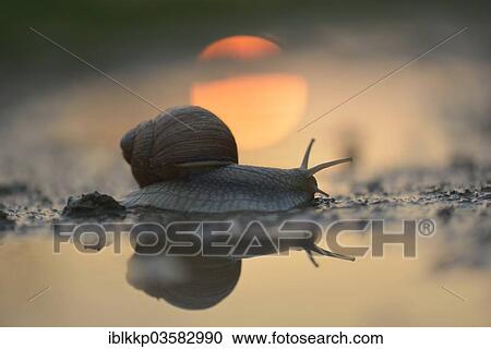 "Burgundy Snail (Helix pomatia), crawling between puddles in front of the setting sun, Thuringia, Germany, Europe" View Large Photo Image Stock Image - "Burgundy Snail (Helix pomatia), crawling between puddles in front of the setting sun, Thuringia, Germany, Europe". Fotosearch