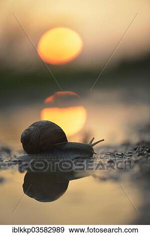 "Burgundy Snail (Helix pomatia), crawling between puddles in front of the setting sun, Thuringia, Germany, Europe" View Large Photo Image Stock Photo - "Burgundy Snail (Helix pomatia), crawling between puddles in front of the setting sun, Thuringia, Germany, Europe". Fotosearch