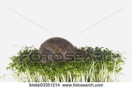 Picture - "Burgundy snail, Roman snail, edible snail or escargot (Helix pomatia) on a bed of sprouts of garden cress (Lepidium sativum)". Fotosearch