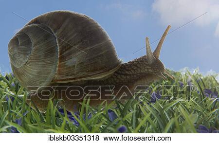 "Burgundy snail, Roman snail, edible snail or escargot (Helix pomatia) on a meadow" View Large Photo Image Stock Photo - "Burgundy snail, Roman snail, edible snail or escargot (Helix pomatia) on a meadow". Fotosearch
