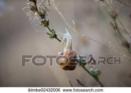 "Burgundy snail, Roman snail, Edible snail or Escargot (Helix pomatia) climbing on a plant, near Wustermark, Brandenburg, Germany, Europe" View Large Photo Image Stock Photograph - "Burgundy snail, Roman snail, Edible snail or Escargot (Helix pomatia) climbing on a plant, near Wustermark, Brandenburg, Germany, Europe". Fotosearch